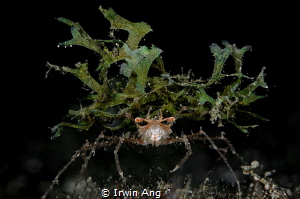 M O N S T E R
Decorator crab
Anilao, Philippines. April... by Irwin Ang 